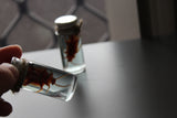 Fake Preserved Cockroach Specimen