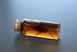 Simulated 5x Preserved Cockroaches Specimen