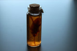 Simulated 5x Preserved Cockroaches Specimen