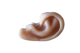 Unpainted Ear Prop