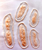 5x Slashed Cuts Bundle