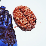 Mini Bloody Brain Specimen Prop