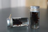 Fake Preserved Cockroach Specimen