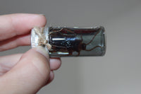 Fake Preserved Cockroach Specimen