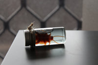 Fake Preserved Cockroach Specimen