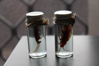 Fake Preserved Cockroach Specimen