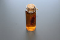 Simulated 5x Preserved Cockroaches Specimen