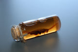 Simulated 5x Preserved Cockroaches Specimen