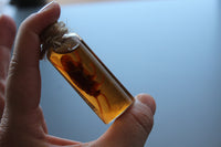 Simulated 5x Preserved Cockroaches Specimen