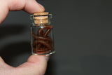 Long Worms in Specimen Vial