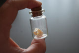 Simulated Snake Bone Specimen Vial