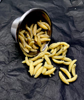 Maggots in Metal Medical Cup Prop