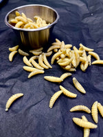 Maggots in Metal Medical Cup Prop