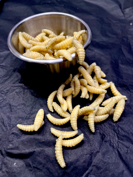 Maggots in Metal Medical Cup Prop