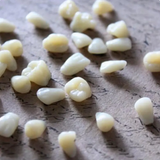Teeth Specimen Prop
