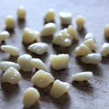 Teeth Specimen Prop