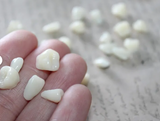 Teeth Specimen Prop
