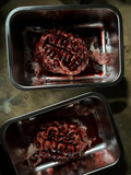 Silicone Severed Brain Specimen Prop