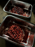 Silicone Severed Brain Specimen Prop