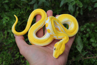 Yellow Snake Prop