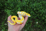 Yellow Snake Prop