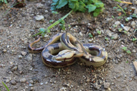 Brown Snake Prop