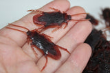 Cockroaches Prop