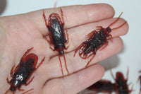 Cockroaches Prop